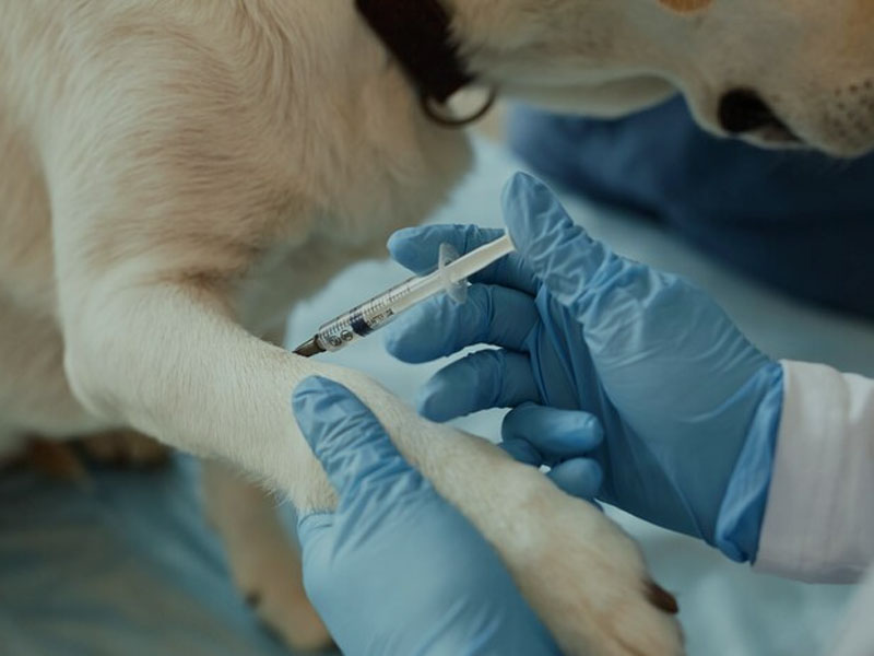 AIM Vaccine publiserer de siste prekliniske dataene om mRNA-rabiesvaksine i 