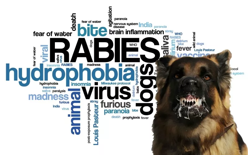 Ekspertkonsensus om posteksponeringsprofylakse av rabies hos barn (2025-utgaven)